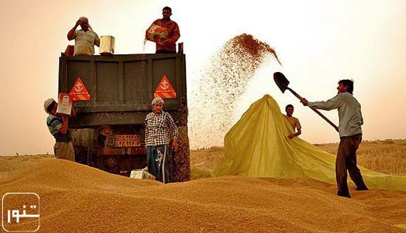 مشتری عمانی و کیفیت گندم صادراتی ایران